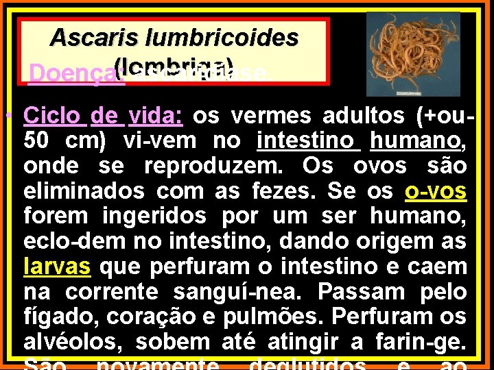 Ascaris lumbricoides (lombriga) Doença: ascaridíase. • Ciclo de vida: os vermes adultos (+ou 50