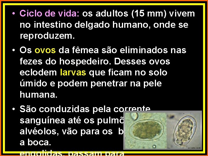  • Ciclo de vida: os adultos (15 mm) vivem no intestino delgado humano,