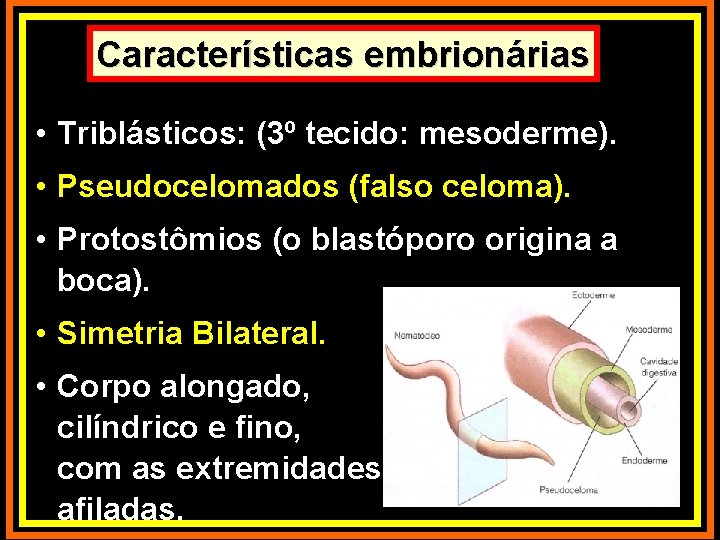 Características embrionárias • Triblásticos: (3º tecido: mesoderme). • Pseudocelomados (falso celoma). • Protostômios (o