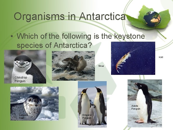 Organisms in Antarctica • Which of the following is the keystone species of Antarctica?