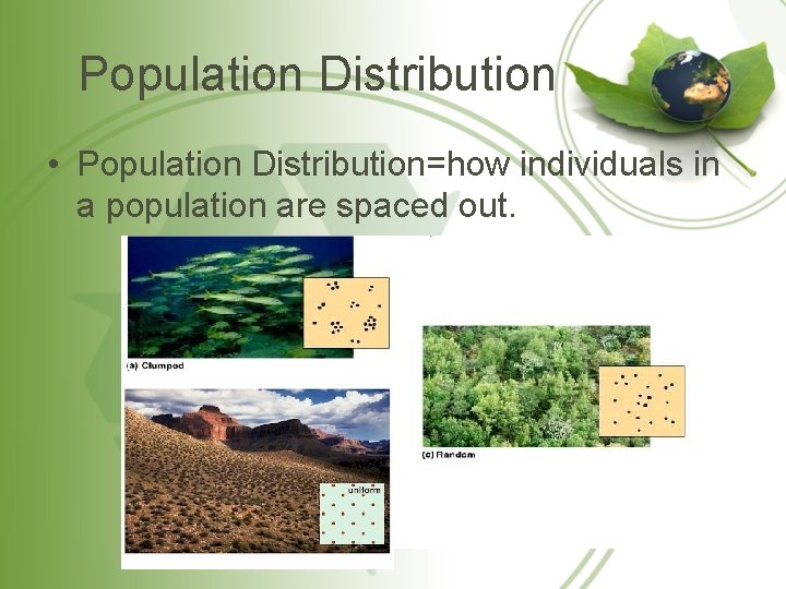 Population Distribution • Population Distribution=how individuals in a population are spaced out. 