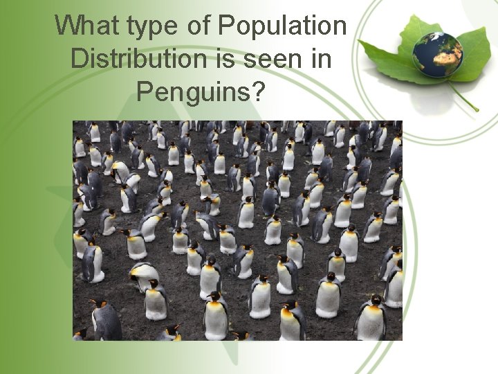 What type of Population Distribution is seen in Penguins? 