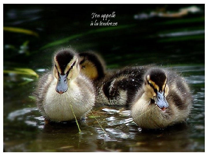 J'en appelle à la tendresse 