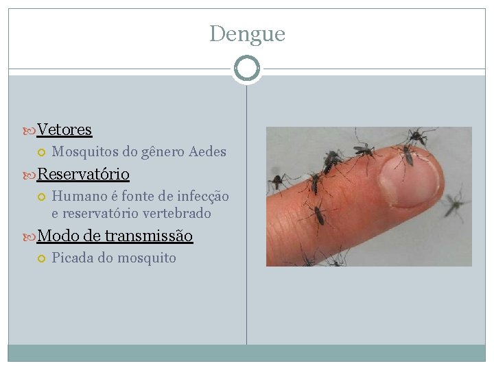 Dengue Vetores Mosquitos do gênero Aedes Reservatório Humano é fonte de infecção e reservatório