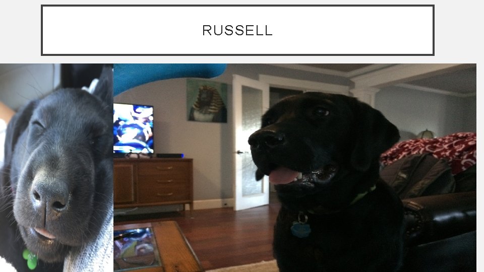 RUSSELL 