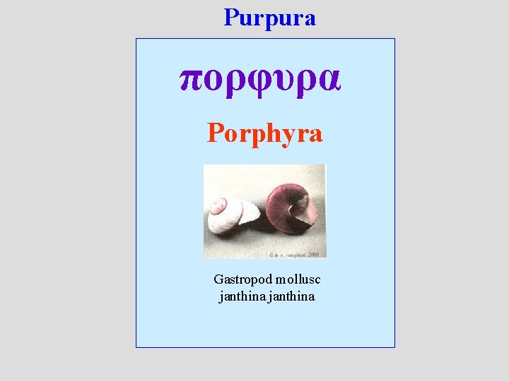 Purpura πορφυρα Porphyra Gastropod mollusc janthina 