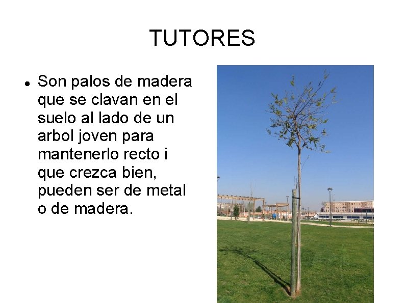 TUTORES Son palos de madera que se clavan en el suelo al lado de