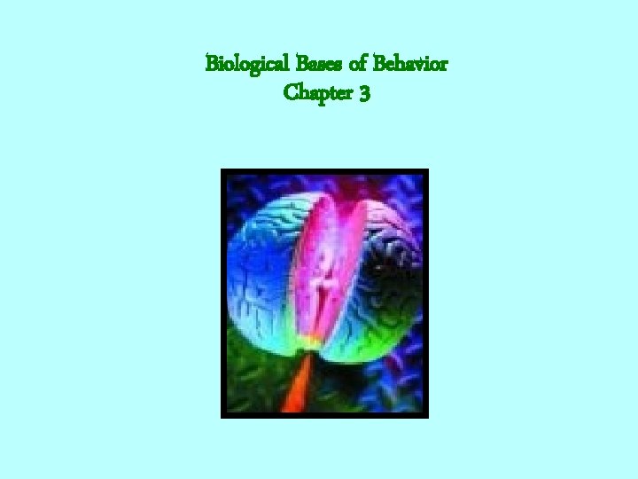 Biological Bases of Behavior Chapter 3 