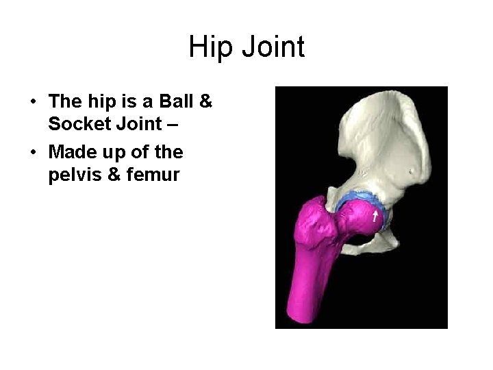 Hip Joint • The hip is a Ball & Socket Joint – • Made