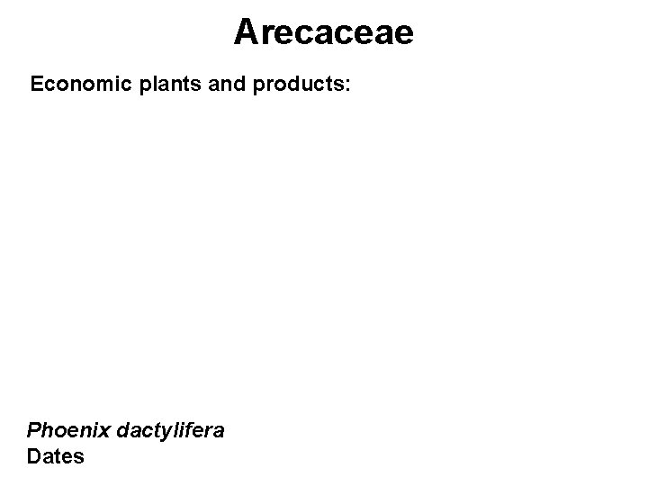 Arecaceae Economic plants and products: Phoenix dactylifera Dates 