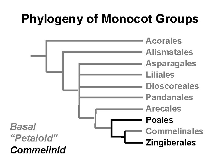 Phylogeny of Monocot Groups Basal “Petaloid” Commelinid Acorales Alismatales Asparagales Liliales Dioscoreales Pandanales Arecales