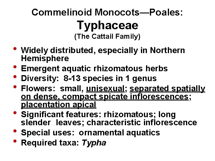 Commelinoid Monocots—Poales: Typhaceae (The Cattail Family) • Widely distributed, especially in Northern Hemisphere •