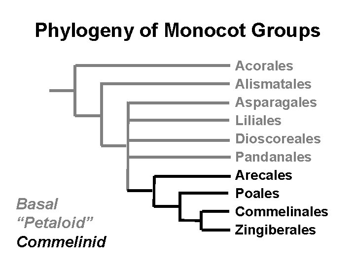 Phylogeny of Monocot Groups Basal “Petaloid” Commelinid Acorales Alismatales Asparagales Liliales Dioscoreales Pandanales Arecales