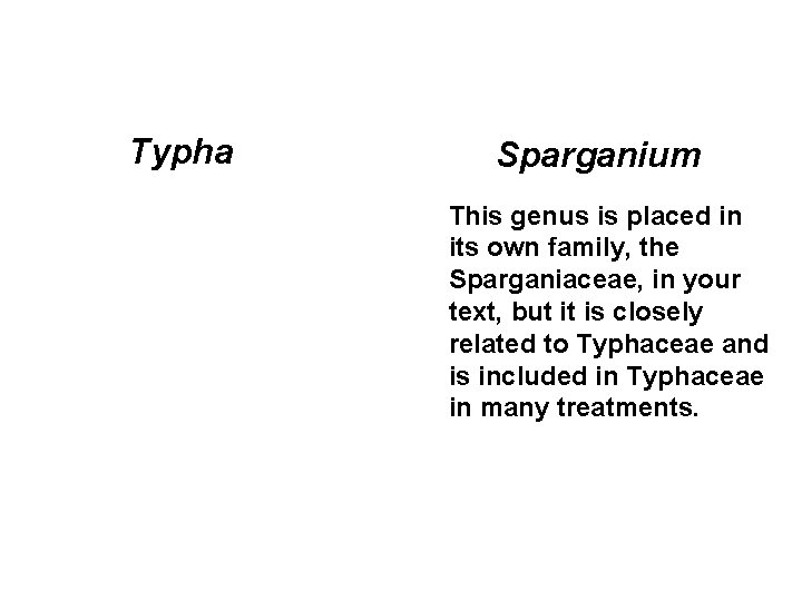 Typha Sparganium This genus is placed in its own family, the Sparganiaceae, in your