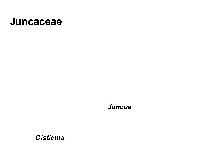 Juncaceae Juncus Distichia 