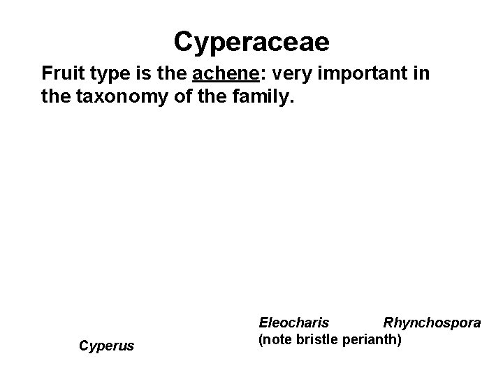 Cyperaceae Fruit type is the achene: very important in the taxonomy of the family.