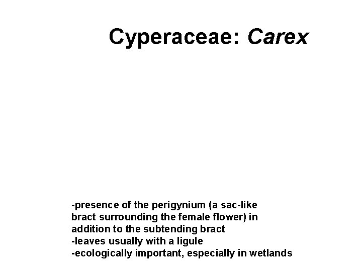 Cyperaceae: Carex -presence of the perigynium (a sac-like bract surrounding the female flower) in