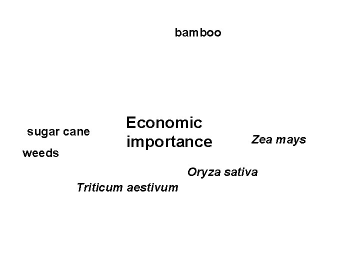 bamboo sugar cane weeds Economic importance Zea mays Oryza sativa Triticum aestivum 