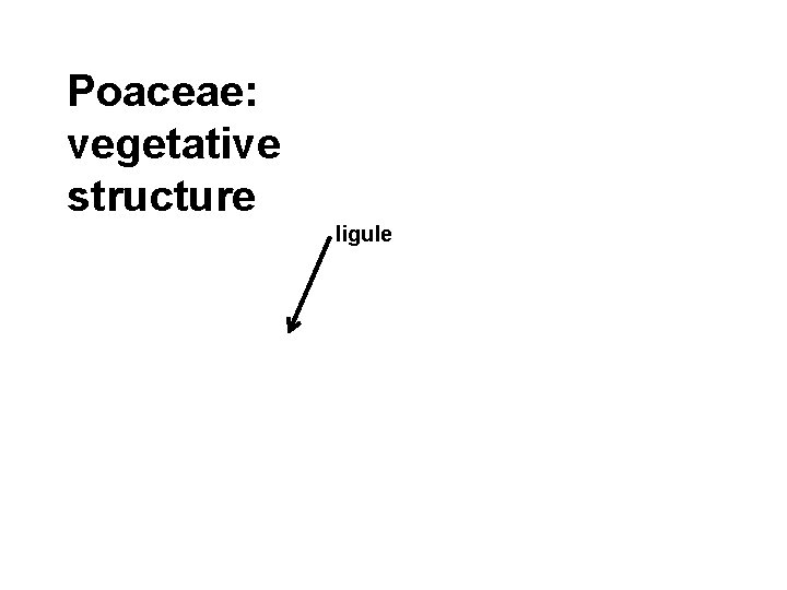 Poaceae: vegetative structure ligule 