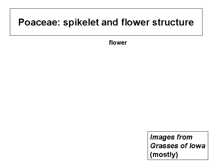 Poaceae: spikelet and flower structure flower Images from Grasses of Iowa (mostly) 