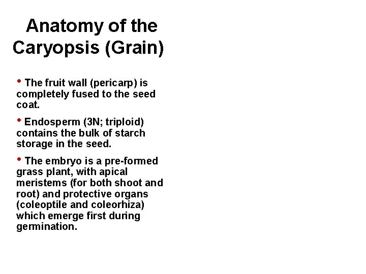 Anatomy of the Caryopsis (Grain) • The fruit wall (pericarp) is completely fused to