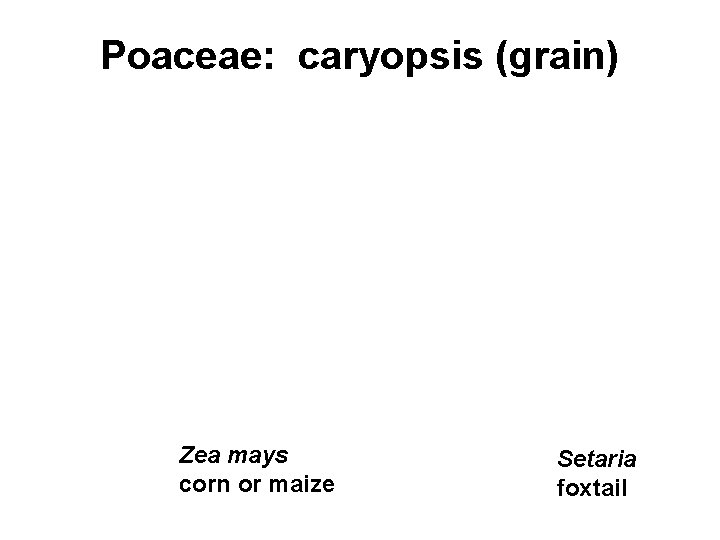 Poaceae: caryopsis (grain) Zea mays corn or maize Setaria foxtail 