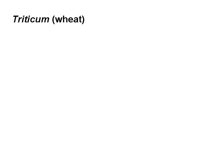 Triticum (wheat) 