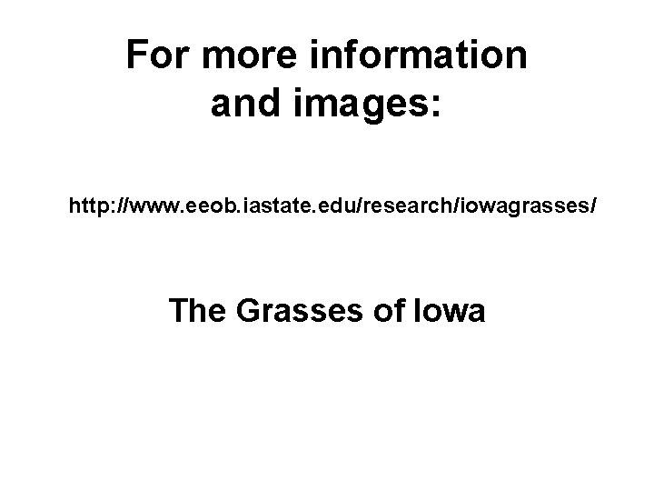 For more information and images: http: //www. eeob. iastate. edu/research/iowagrasses/ The Grasses of Iowa