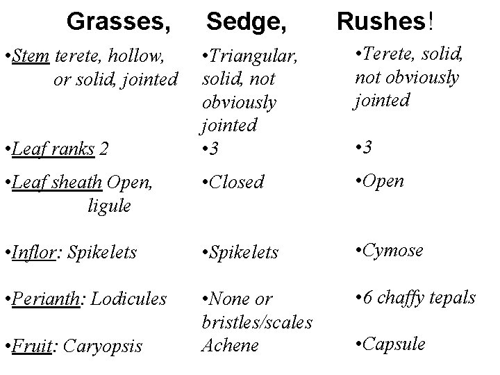 Grasses, Sedge, Rushes! • Triangular, solid, not obviously jointed • 3 • Terete, solid,