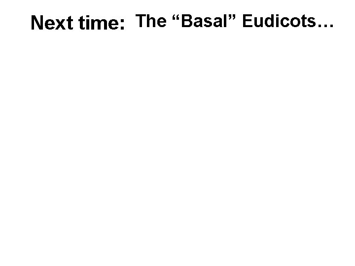 Next time: The “Basal” Eudicots… 