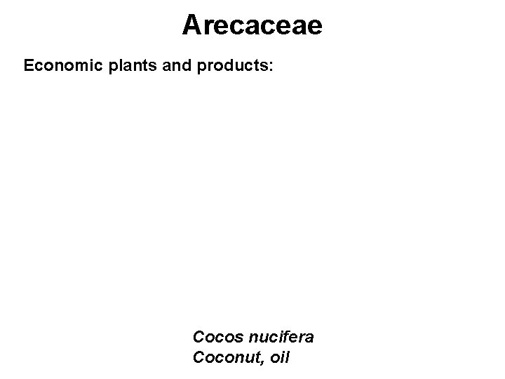 Arecaceae Economic plants and products: Cocos nucifera Coconut, oil 