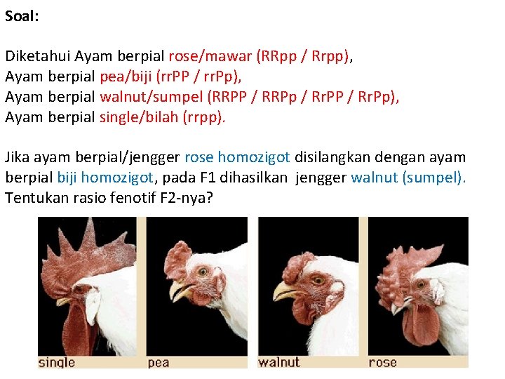 Soal: Diketahui Ayam berpial rose/mawar (RRpp / Rrpp), Ayam berpial pea/biji (rr. PP /