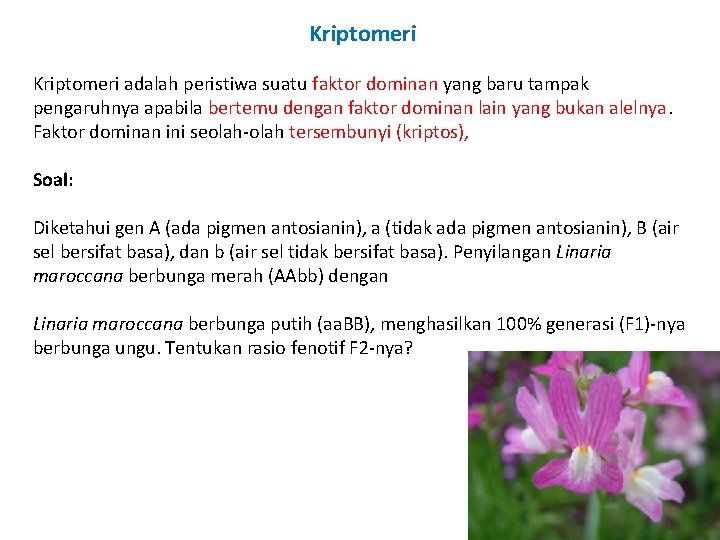 Kriptomeri adalah peristiwa suatu faktor dominan yang baru tampak pengaruhnya apabila bertemu dengan faktor