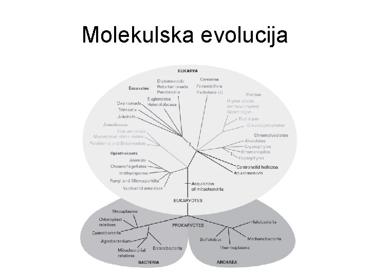 Molekulska evolucija 