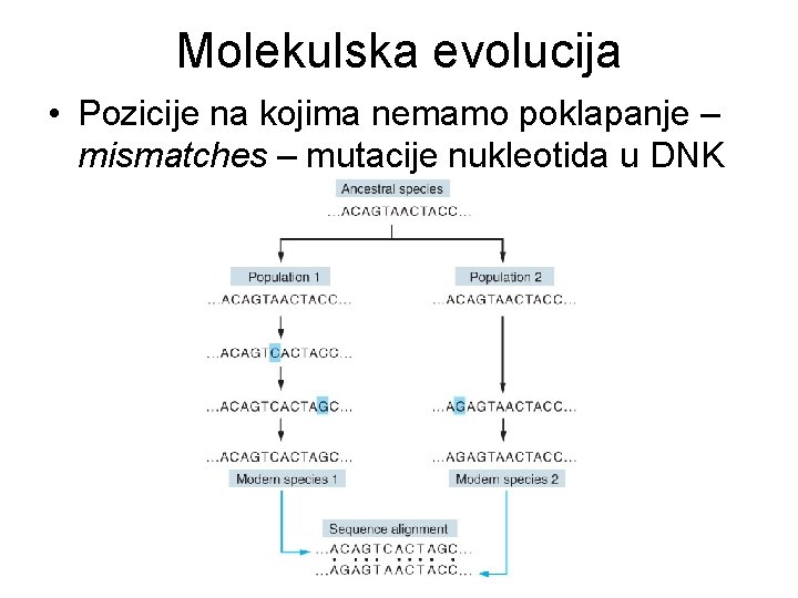 Molekulska evolucija • Pozicije na kojima nemamo poklapanje – mismatches – mutacije nukleotida u