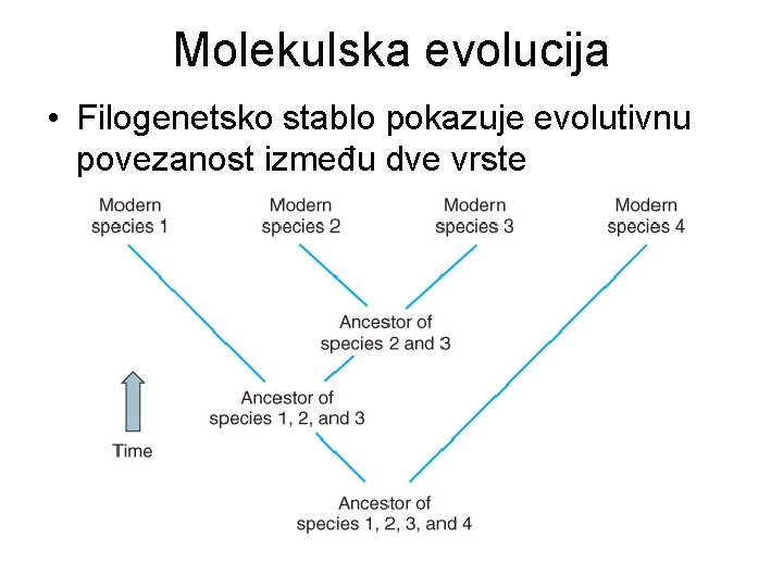 Molekulska evolucija • Filogenetsko stablo pokazuje evolutivnu povezanost između dve vrste 