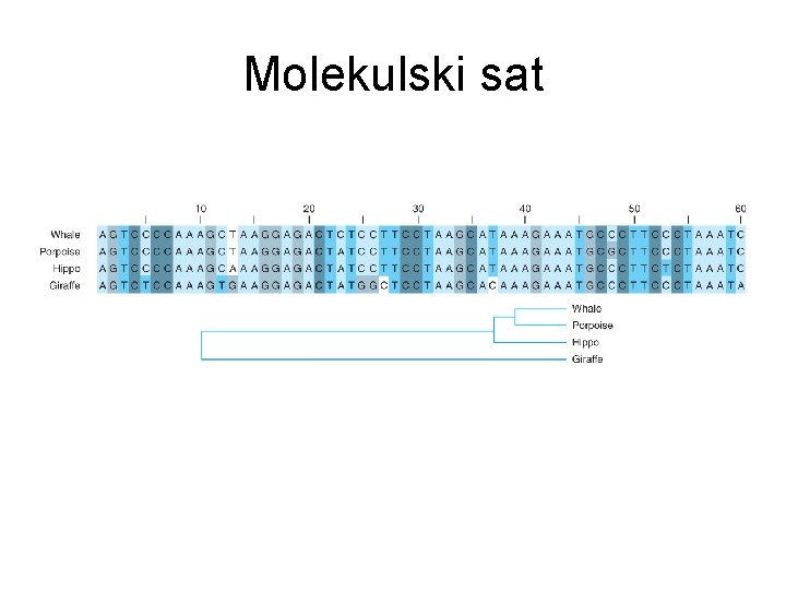 Molekulski sat 