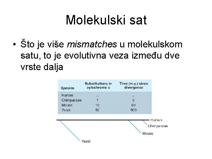 Molekulski sat • Što je više mismatches u molekulskom satu, to je evolutivna veza