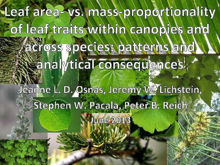 Leaf area- vs. mass-proportionality of leaf traits within canopies and across species: patterns and