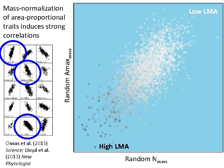 Mass-normalization of area-proportional traits induces strong correlations Random Amaxmass Low LMA Osnas et al.