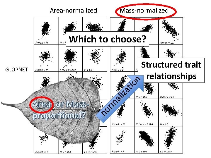 Area-normalized Mass-normalized Which to choose? no Area- or Massproportional? rm al iza tio n