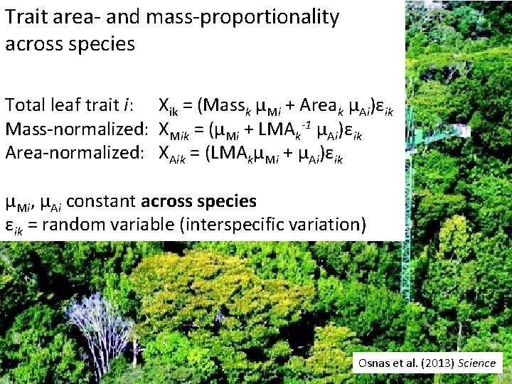 Trait area- and mass-proportionality across species Total leaf trait i: Xik = (Massk μMi