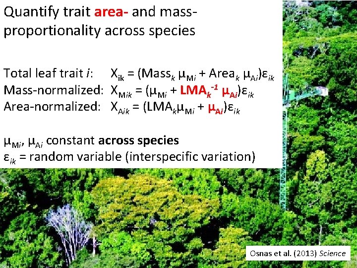 Quantify trait area- and massproportionality across species Total leaf trait i: Xik = (Massk