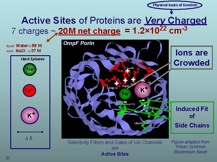 Physical basis of function Active Sites of Proteins are Very Charged 7 charges Physical basis of function Active Sites of Proteins are Very Charged 7 charges