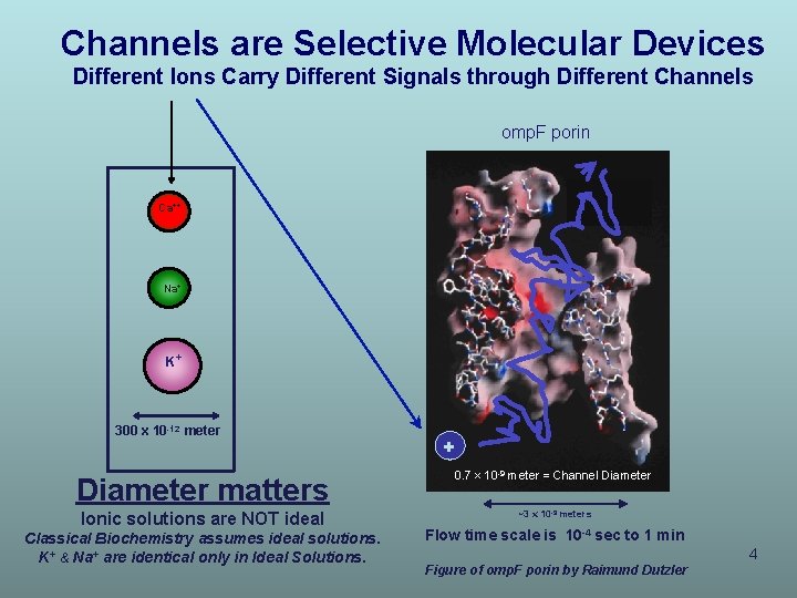 Channels are Selective Molecular Devices Different Ions Carry Different Signals through Different Channels omp. Channels are Selective Molecular Devices Different Ions Carry Different Signals through Different Channels omp.