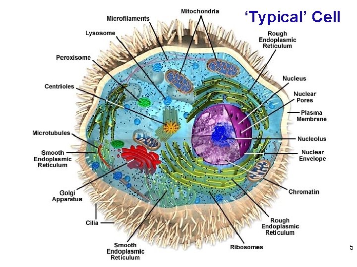 ‘Typical’ Cell 5 ‘Typical’ Cell 5