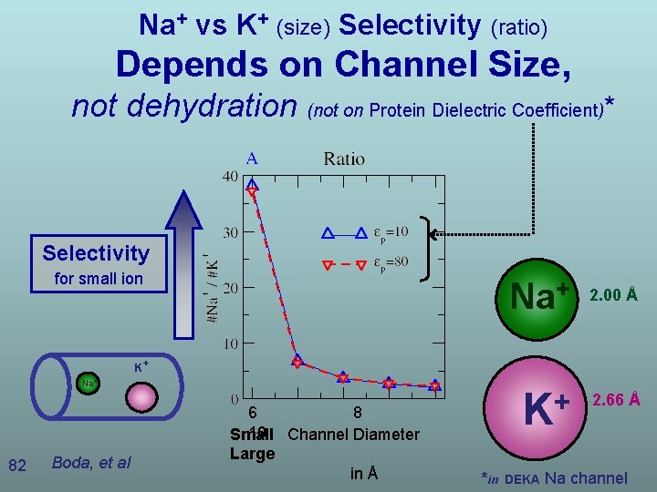 Na+ vs K+ (size) Selectivity (ratio) Depends on Channel Size, not dehydration (not on Na+ vs K+ (size) Selectivity (ratio) Depends on Channel Size, not dehydration (not on
