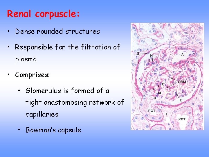 Renal corpuscle: • Dense rounded structures • Responsible for the filtration of plasma •