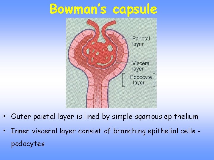 Bowman’s capsule • Outer paietal layer is lined by simple sqamous epithelium • Inner