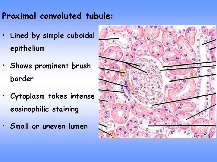 Proximal convoluted tubule: • Lined by simple cuboidal epithelium • Shows prominent brush border